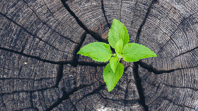 Feuille d'arbre verte sur mur de souche de bois pourri Feuilles vertes de palmier texture de plante fraîche dans jardin tropical naturel. Verdure de bosquet plantation de bois, © aFotostock / Adobe stock